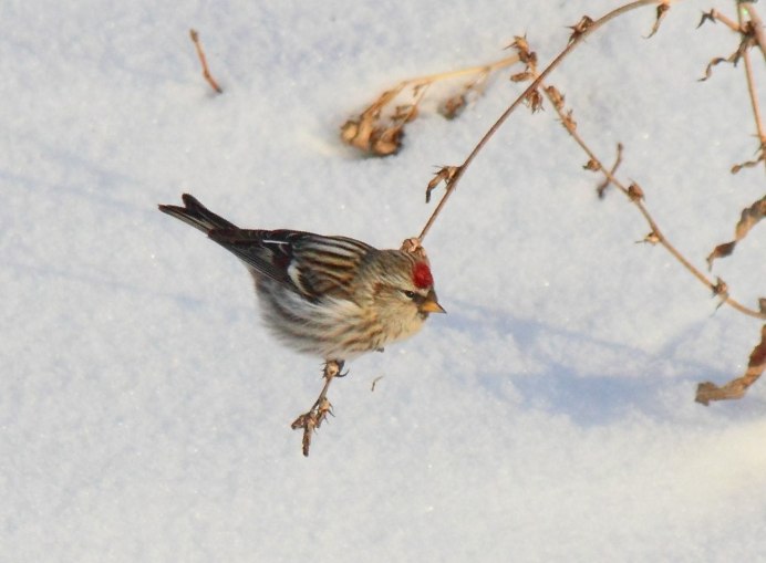 The Arctic Redpoll or hoary Redpoll (Acanthis hornemanni)
