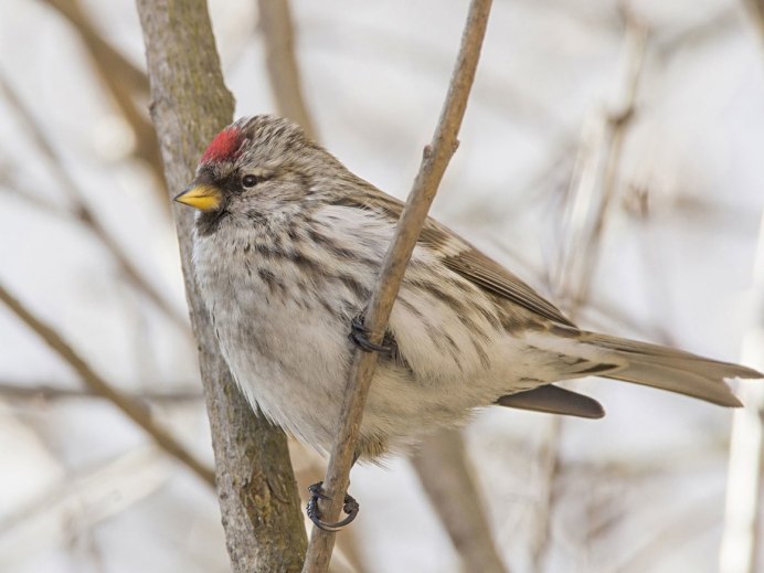 Чечетка Уральская
