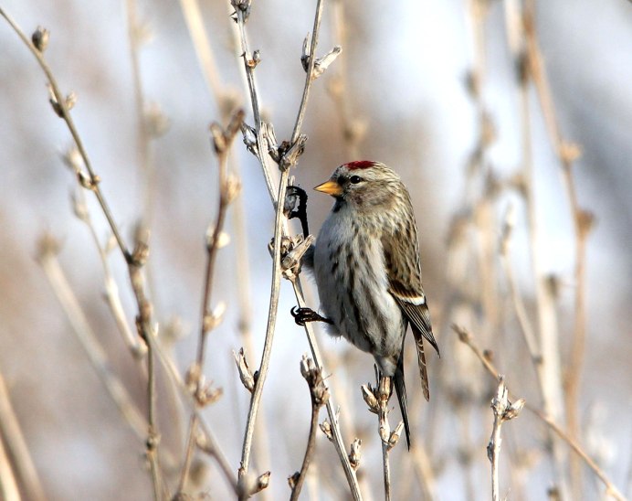 Самец и самка чечетки фото зимой
