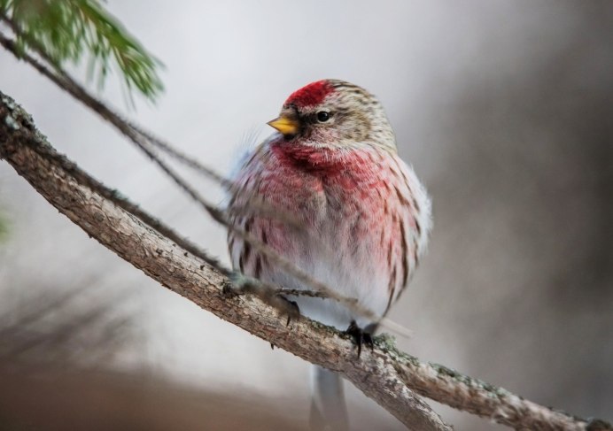 Чечётка птица самка