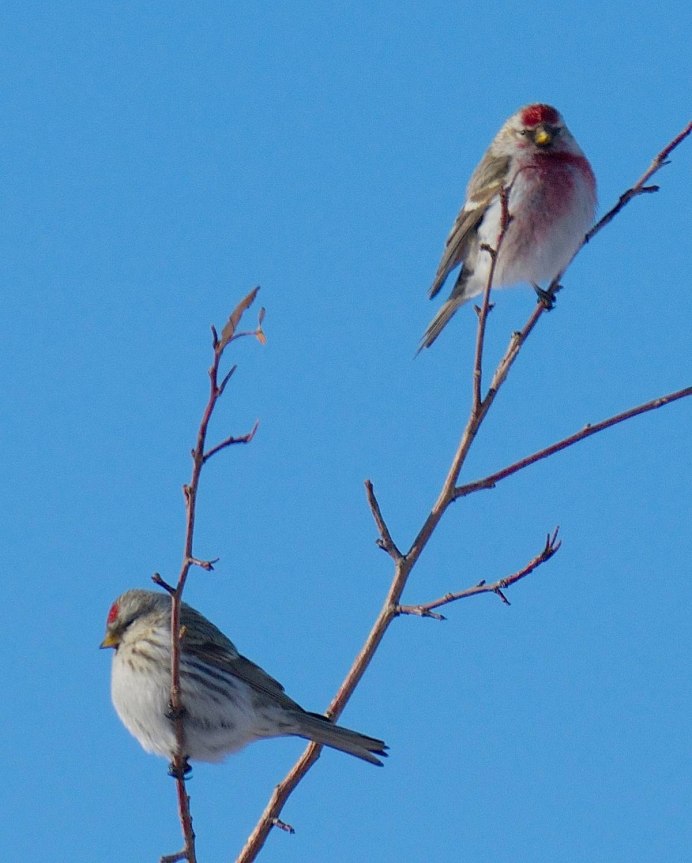 Птицы России обыкновенная чечетка