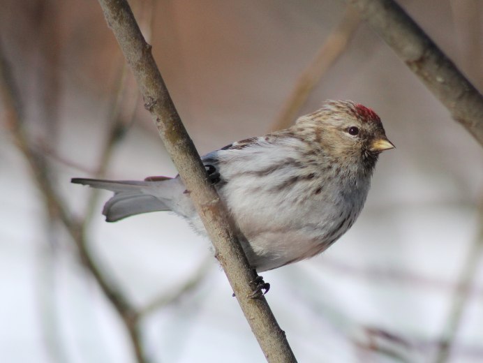 Чечётка обыкновенная стайка