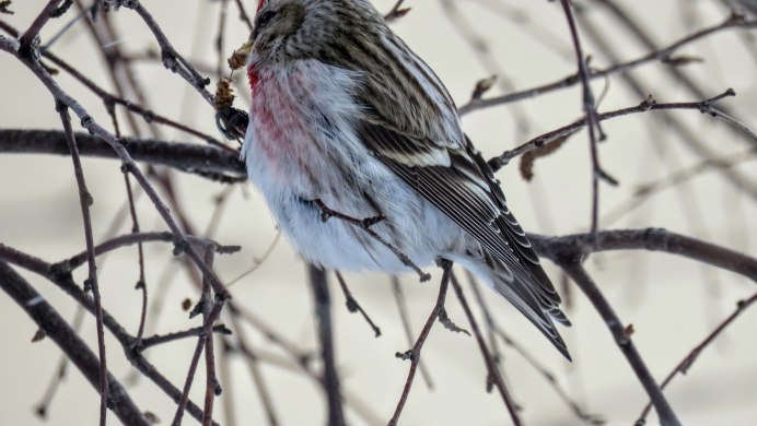 Фото чечётки птицы и Коноплянки птицы