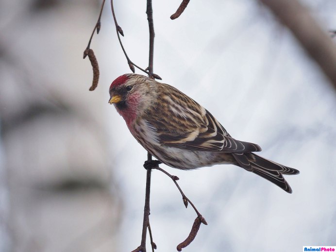 Что едят чечётки зимой