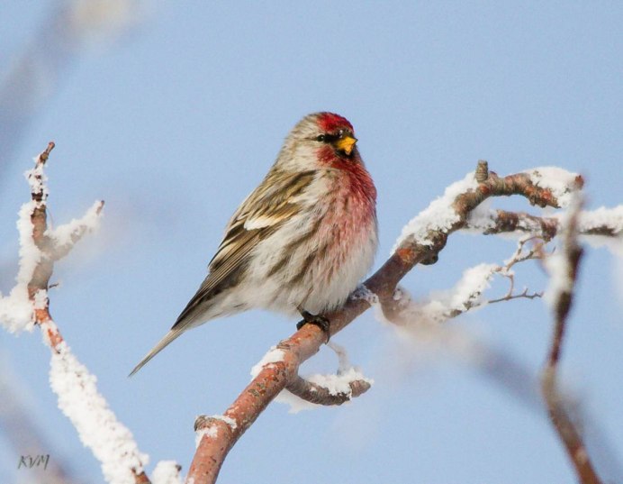 Африканская чечётка