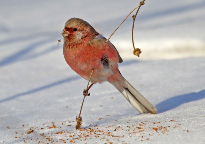 Дубонос и чечётка