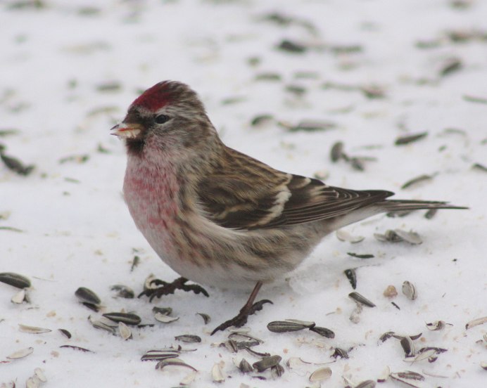 Чечётка птица Коноплянка