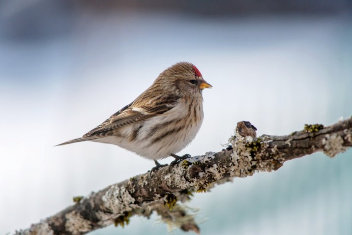 Птицы Ленинградской области фото и названия чечетка