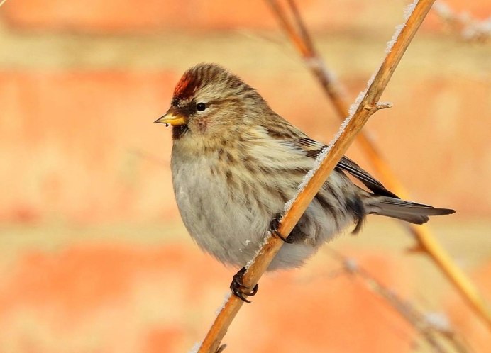 Птицы: щегол,чечётка.