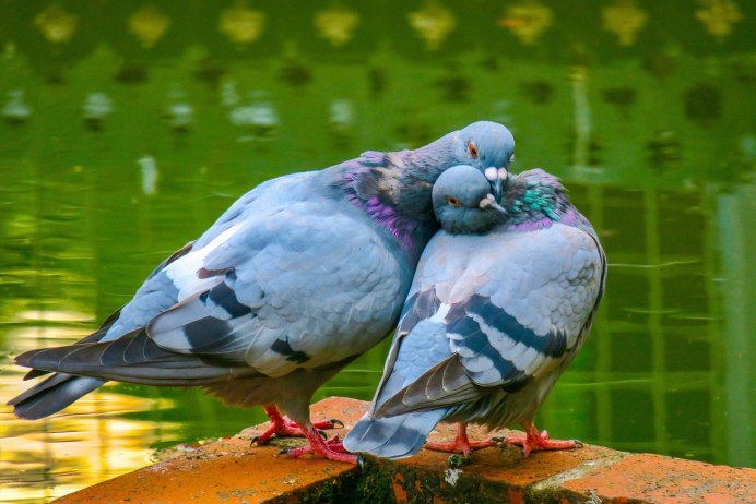 Blend Tool animals Pigeon