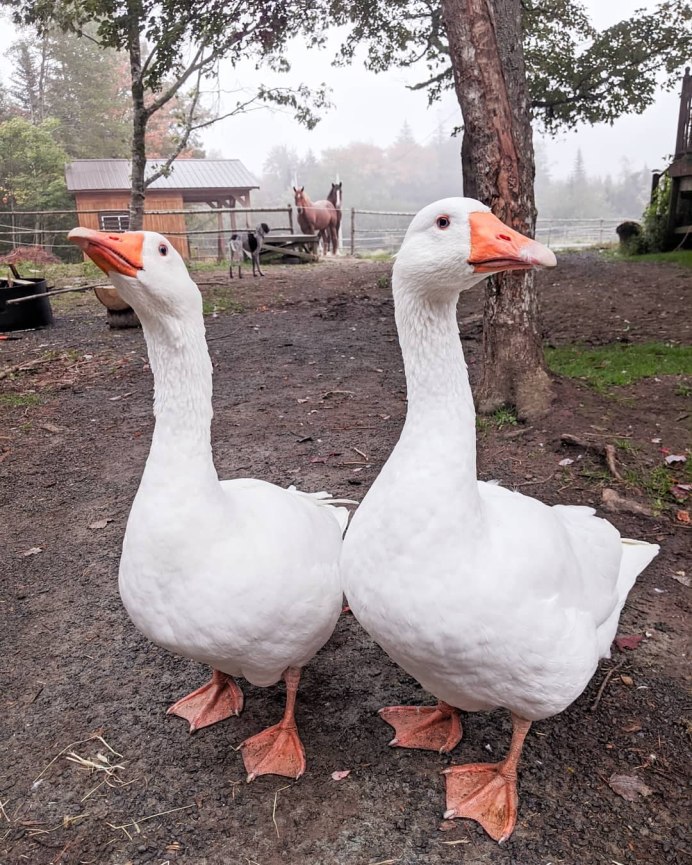 Goose Goose Revolution