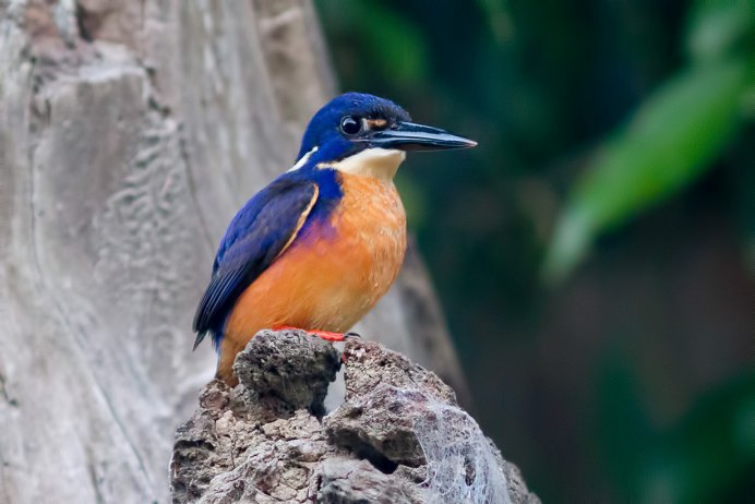 Тетерев шалфейный (Centrocercus urophasianus)