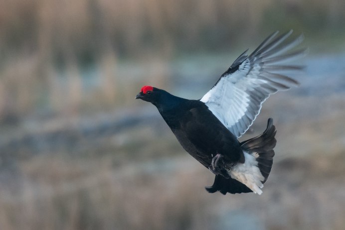 Белый тетерев фото