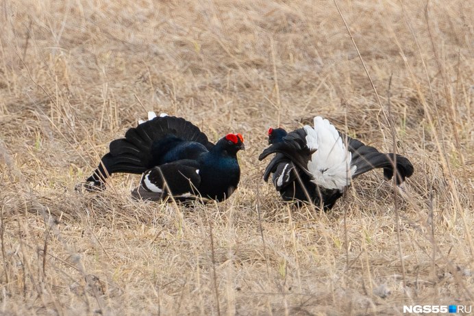 Полевой тетерев