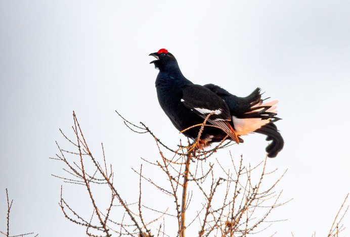 Тетерев фото