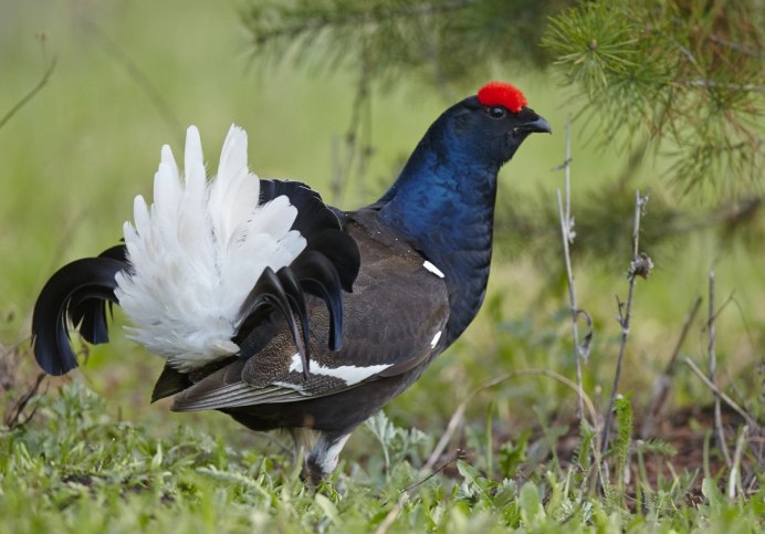 Тетерев-Косач (Lyrurus Tetrix)