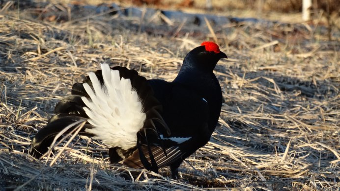 Птенцы тетерева косача
