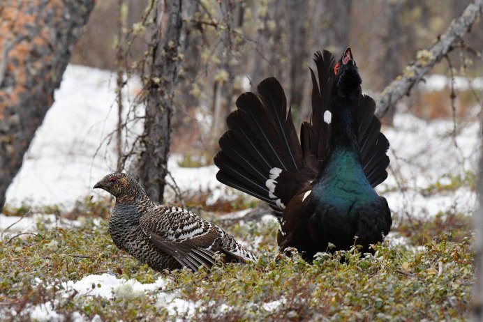 Тундровая белая куропатка