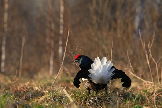 Тетерев лапы