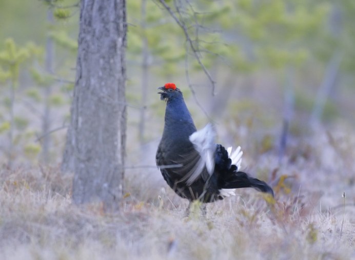 Тетерев-Косач (Lyrurus Tetrix)