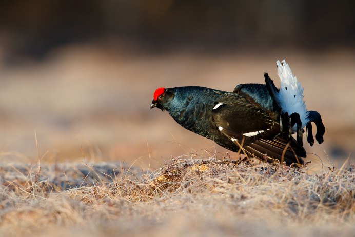Альпийские тетерева
