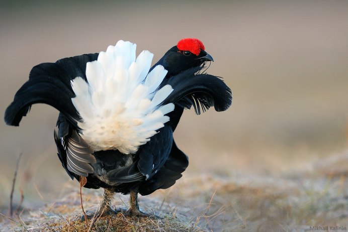 Глухая Тетеря картинки