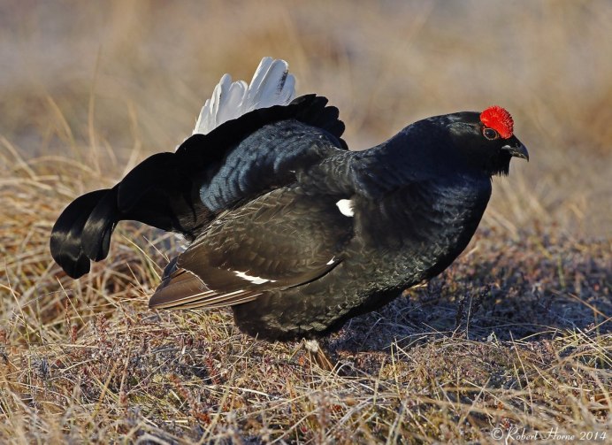 Шотландский тетерев