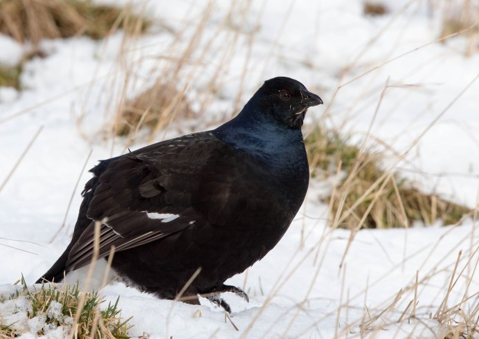 Голубой тетерев