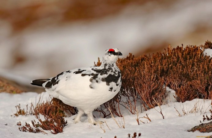 Оренбургский заповедник тетерева