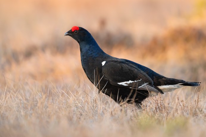Тетерев Перелетная птица