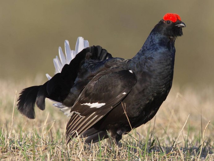 Тетеревиные Tetraonidae