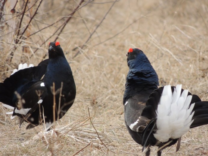 Сибирский тетерев Косач