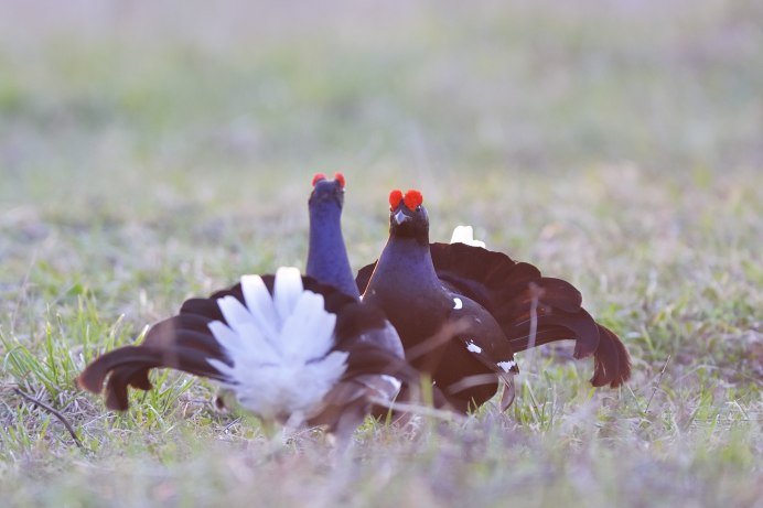 Тундряная, куропатка тундряная