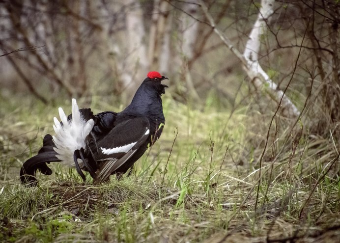 Тетерев Косач Покров