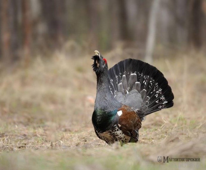 Семья тетерева