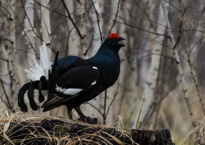 Тетеревиные Tetraonidae