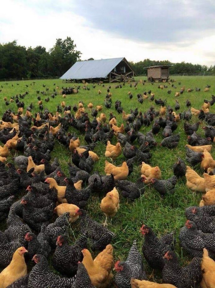Домашняя сельскохозяйственная птица