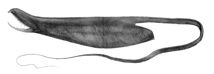 Щучья морская собачка (Neoclinus blanchardi)