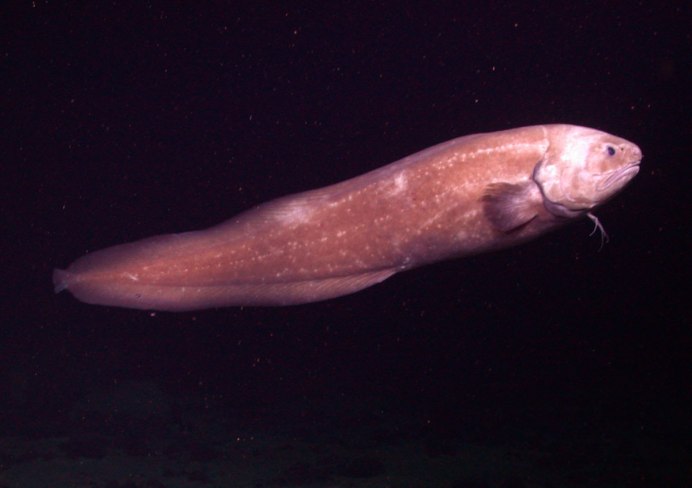 Морская минога (Petromyzon Marinus)