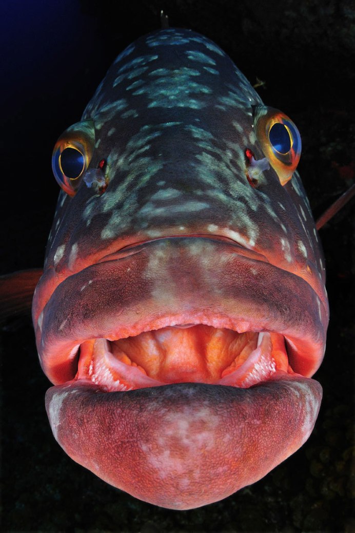 Cusk eel