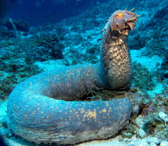 Рыба Abyssobrotula galatheae