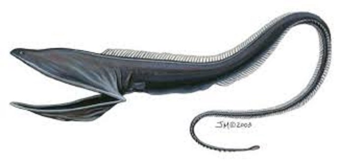 Мешкорот (Saccopharynx ampullaceus)