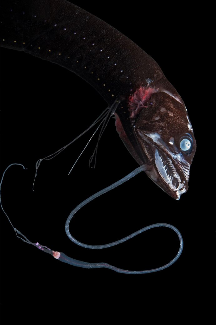 Cusk eel рыба