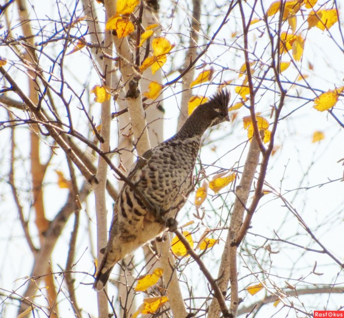 Рябчик Tetrastes bonasia