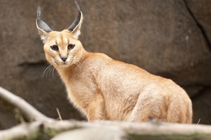 Кот породы каракал