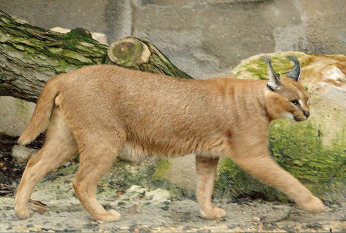 Каракал альбинос