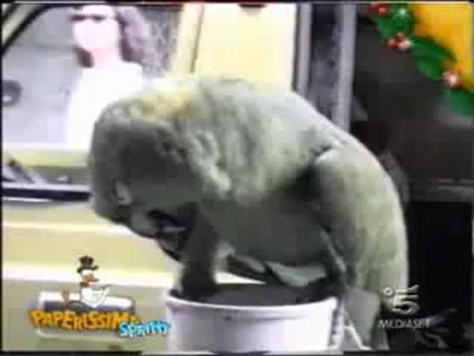 Смущенный попугай