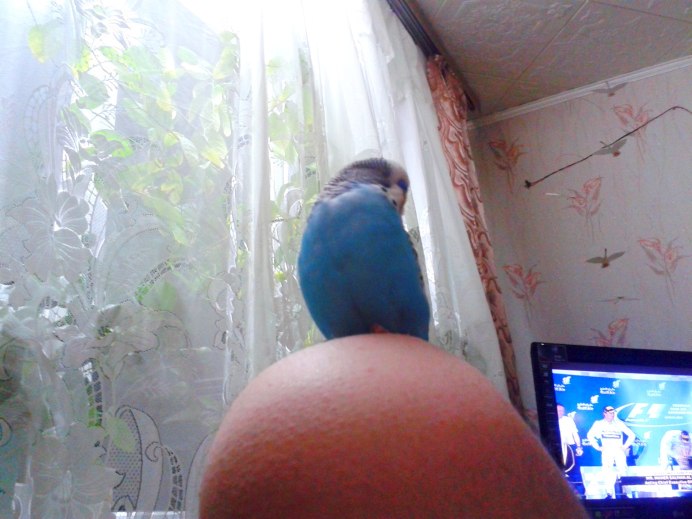 Попугайчик сатанист