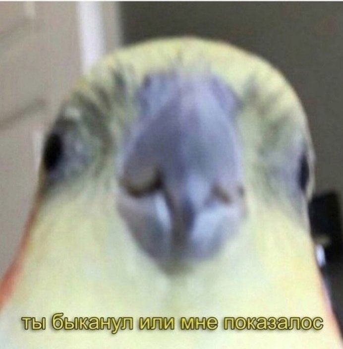 Попугай ждет