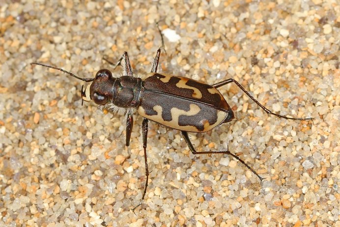 Cicindela Campestris